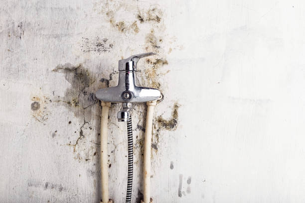 Best Mold Testing and Inspection Services in Lewisburg, TN