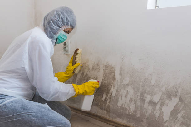 Best Black Mold Remediation in Lewisburg, TN