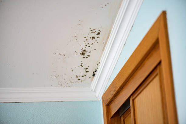 Best Kitchen Mold Remediation in Lewisburg, TN