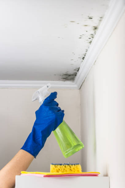 Best Commercial Mold Remediation in Lewisburg, TN