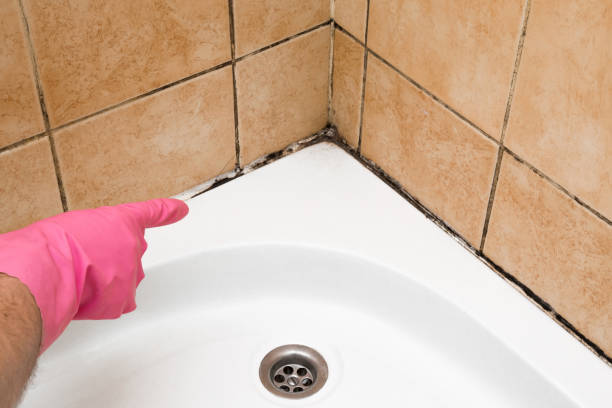 Best Health and Safety Mold Remediation in Lewisburg, TN